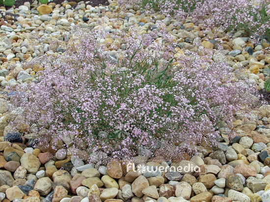 Gypsophila paniculata 'Rosa Schönheit' - Common gypsophila (109681)