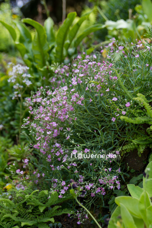 Gypsophila repens 'Rosenschleier' - Creeping gypsophila (110250)