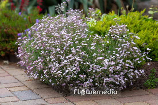 Gypsophila repens 'Rosenschleier' - Creeping gypsophila (110251)