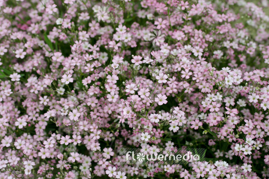 Gypsophila repens 'Rosenschleier' - Creeping gypsophila (110252)