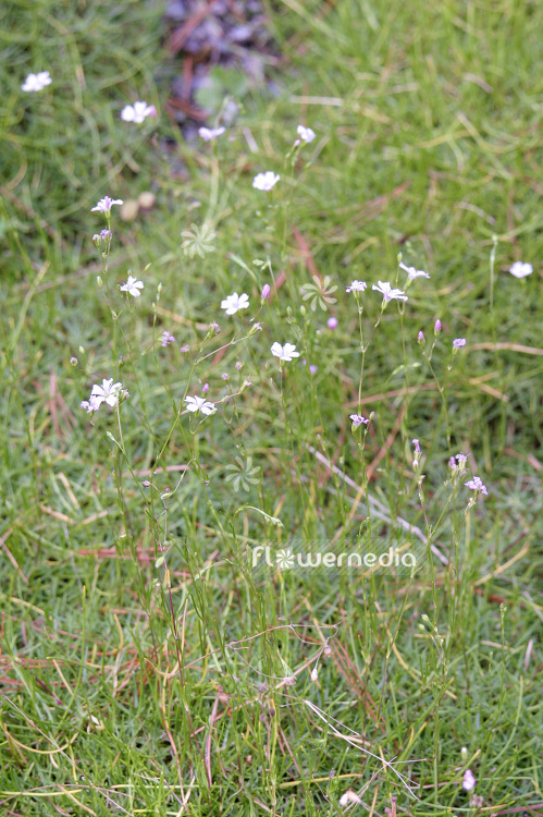 Gypsophila tenuifolia - Baby's breath (109683)