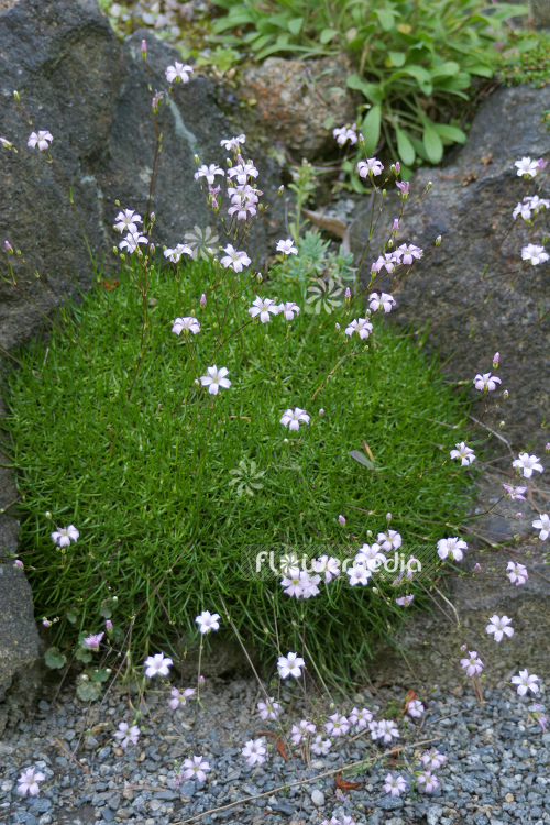 Gypsophila tenuifolia - Baby's breath (110254)
