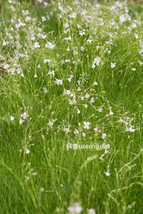 Gypsophila tenuifolia - Baby's breath (110255)