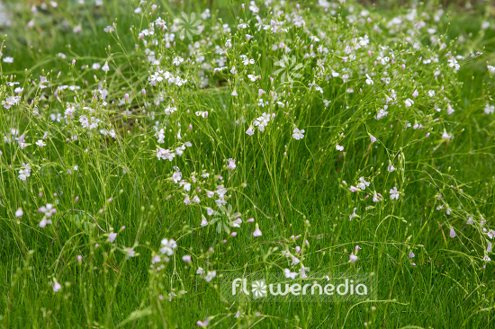 Gypsophila tenuifolia - Baby's breath (110256)