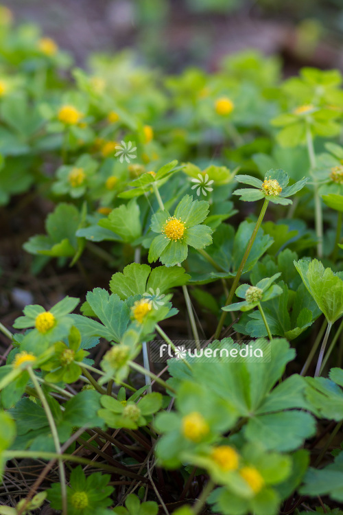 Hacquetia epipactis - Hacquetia (103565)