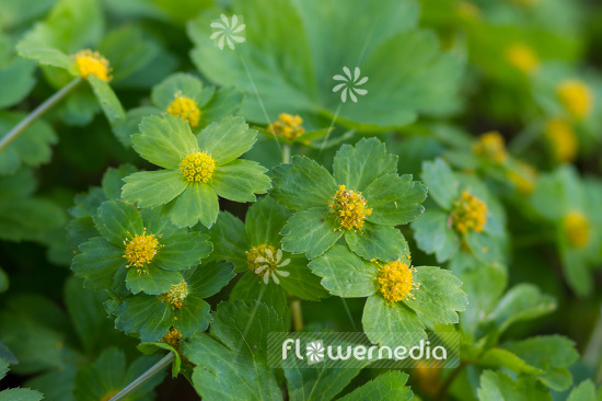 Hacquetia epipactis - Hacquetia (103566)