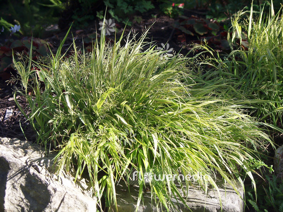 Hakonechloa macra 'Aureola' - Japanese forest grass (101021)