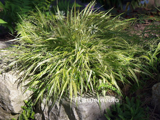 Hakonechloa macra 'Aureola' - Japanese forest grass (101022)