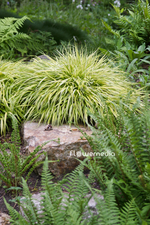 Hakonechloa macra 'Aureola' - Japanese forest grass (103568)