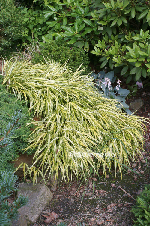 Hakonechloa macra 'Aureola' - Japanese forest grass (103569)