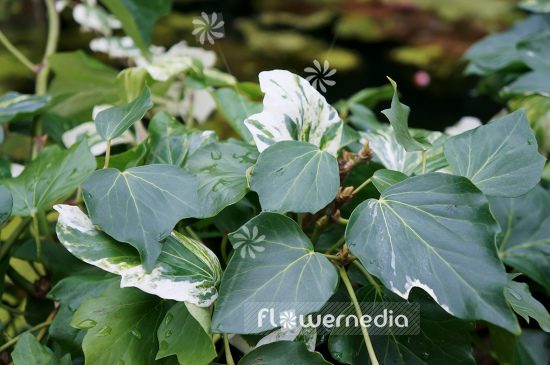 Hedera azorica - Azores ivy (110261)