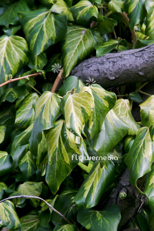 Hedera colchica 'Sulphur Heart' - Persian ivy (110267)