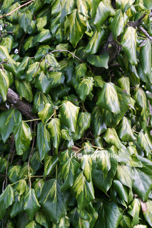 Hedera colchica 'Sulphur Heart' - Persian ivy (110268)