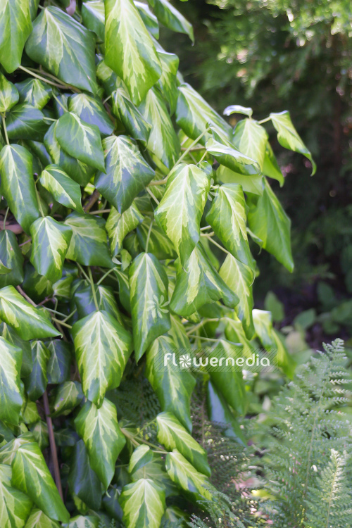 Hedera colchica 'Sulphur Heart' - Persian ivy (110269)