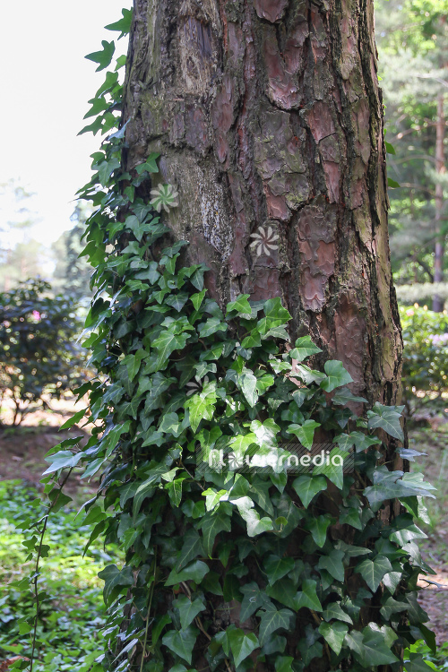 Hedera helix - Common ivy (110281)