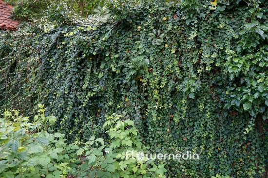 Hedera helix - Common ivy (110282)
