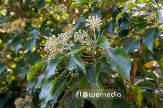 Hedera helix - Common ivy (110286)