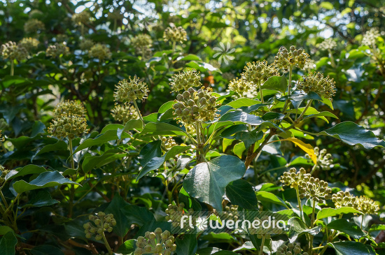 Hedera helix - Common ivy (110289)