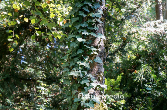 Hedera helix - Common ivy (110291)