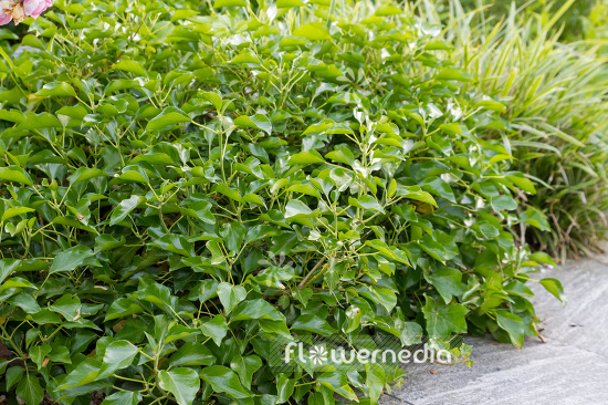 Hedera helix 'Aborescens' - Ivy (110265)