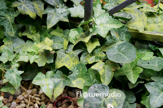Hedera helix 'Buttercup' - Ivy (110294)