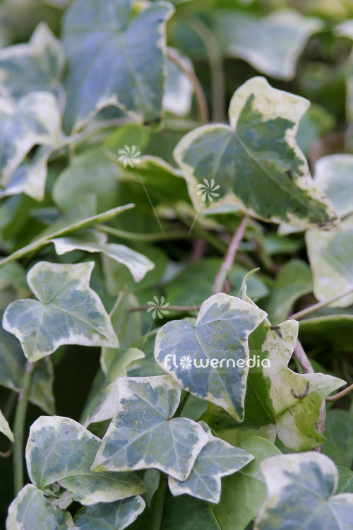 Hedera helix 'Gold Baby' - Ivy (110300)