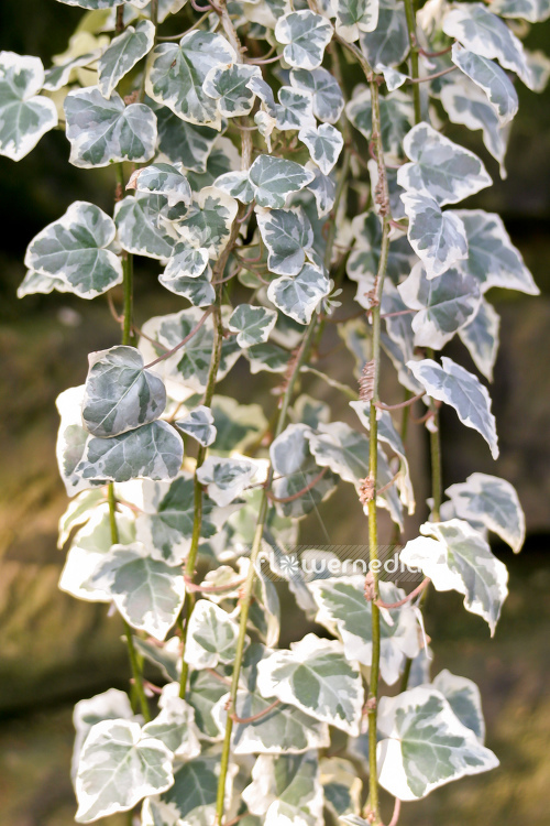 Hedera helix 'Marginata Elegantissima' - Ivy (110302)