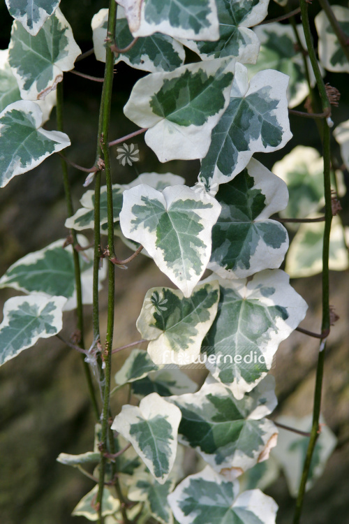 Hedera helix 'Marginata Elegantissima' - Ivy (110303)