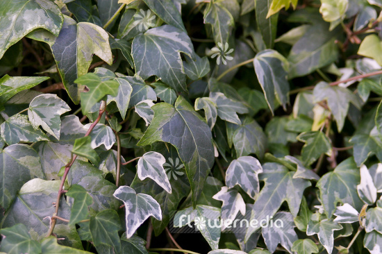 Hedera helix 'Mint Colibri' - Ivy (110304)