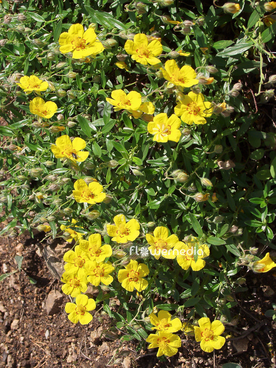 Helianthemum nummularium - Common rock rose (101036)