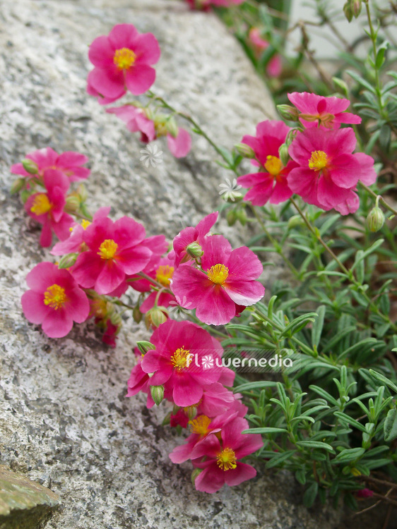 Helianthemum 'Raspberry Ripples' - Rock rose (101037)