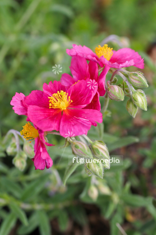 Helianthemum 'Raspberry Ripples' - Rock rose (103618)