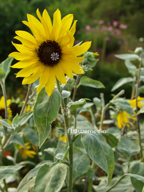 Helianthus argophyllus - Whiteleaf sunflower (101041)
