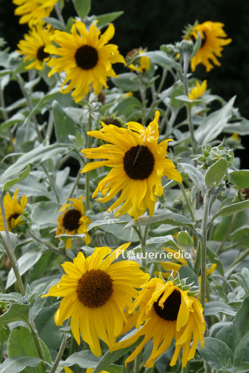 Helianthus argophyllus - Whiteleaf sunflower (103621)