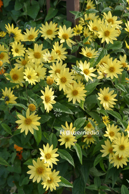 Helianthus 'Lemon Queen' - Sunflower (103626)