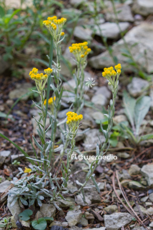 Helichrysum aucheri - Everlasting (110313)
