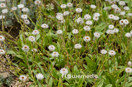 Helichrysum bellum - Everlasting (110315)