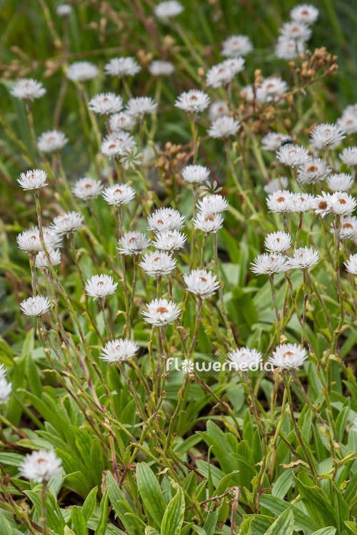 Helichrysum bellum - Everlasting (110316)