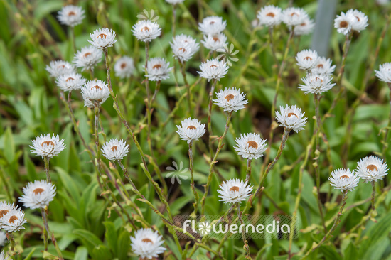 Helichrysum bellum - Everlasting (110317)