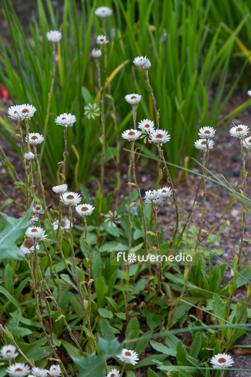 Helichrysum bellum - Everlasting (110318)