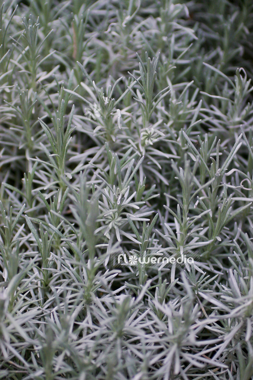 Helichrysum italicum - Curry plant (110323)