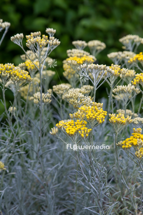 Helichrysum italicum - Curry plant (110327)