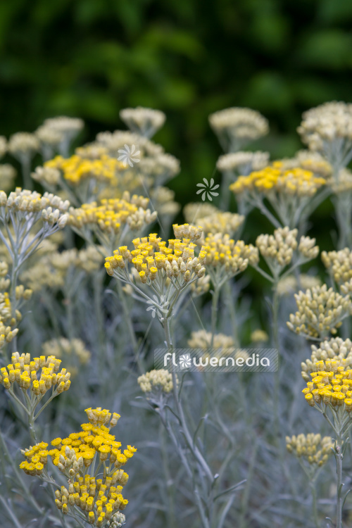 Helichrysum italicum - Curry plant (110328)