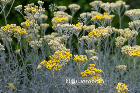 Helichrysum italicum - Curry plant (110329)