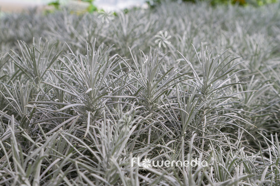 Helichrysum italicum - Curry plant (110331)