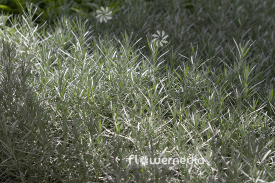 Helichrysum italicum - Curry plant (110332)