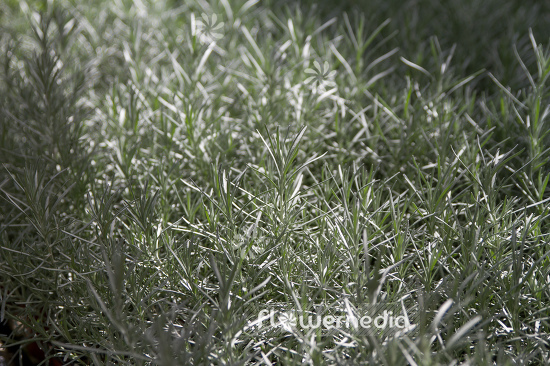 Helichrysum italicum - Curry plant (110333)