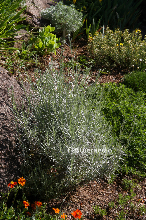 Helichrysum italicum - Curry plant (110335)
