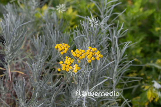 Helichrysum italicum - Curry plant (110338)