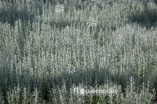 Helichrysum italicum 'Compactum' - Curry plant (110342)